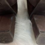 Kork-Ease  Denoon Brown Buckle Suede Bootie B41 Photo 11