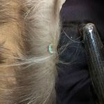 SAGA FOX Silver Fox Fur Trim Besatz Garniture Shawl Stole Scurf Gray Photo 9