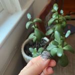 Pandora Silver Feather  Ring Photo 4