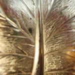 Sarah Coventry Gold Color Metal Leaf Shape Jewelry Pin Brooch Faux Pearl Accent Photo 6