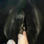 Pamela McCoy Dark Brown Faux Fur Long
Coat Size 1X New with tags Photo 15