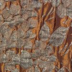 Talbots Pencil Skirt Womens Size 6P Copper Metallic Gold Brocade Cocktail Photo 7