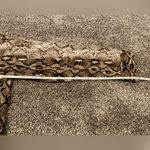 Alexander Jordan Snake Skin Flowy Top Animal Print Black Size XL Photo 5