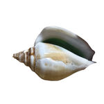 Unbranded Seashell Keychain One Size Brown White Photo 2