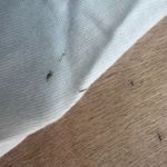 Disney 100 Tinker Bell Disneyland White Tee Shirt Women’s 3X Graphic Oversized Photo 4