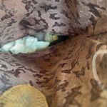 White Mountain CARAWAY Women's Western Boots Size 8.5 Photo 5