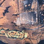 Jane Ashley  Halloween 3/4 sleeve woman shirt size LARGE sequins Photo 5