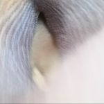 UGG  5819 Cardy grey fold over knit winter boots Size 7 Photo 5