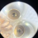 Christian Dior DIOR TRIBALES Earrings Matte Pink-Finish Metal and White Resin Pearls Photo 7