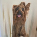 Wildfox Yorkie yellow jumper sz M Photo 3