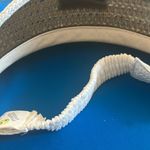 Maui White Visor with Rainbow Stripes Photo 3