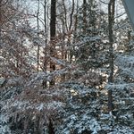 Vintage Floral Carved Celluloid Wooden Brooch Brown Photo 3