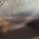 Korks Gertrude Short Suede Bootie Size 7.5 Brown Shootie Slip On Chelsea Casual Photo 10