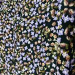 MOTHER OF PEARL 100% Silk Purple Floral Top Bell Sleeves Velvet Ties Top Size 4 Photo 10