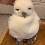 Harry Potter HEDWIG White Owl Backpack Photo 3