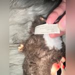 Authentic Baby Three Cutie Plush Blind Box Series Brown Photo 4