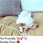 Wildfox  Oui sweatshirt - label is cut out Photo 1