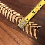 Lightweight Golden Color Collar Gold Photo 6