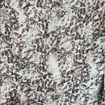 Alex Evenings Elegant Leopard Animal Print Rhinestone Long Sleeve Top Size XL Photo 6