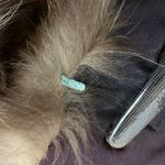 SAGA FOX Silver Fox Fur Trim Besatz Garniture Shawl Stole Scurf Gray Photo 8