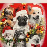 Fifth Sun Vibrant Red Sweatshirt Photo 1