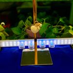 Pearl Heart Keychain with Gold Accents White Photo 8