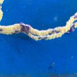 Yellow and Purple Beaded Bracelet Photo 1