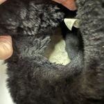 UGG  Australia Boots Womens 10 Black Bailey Button Short Ankle Leather Booties Photo 7