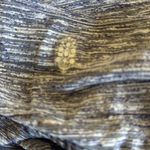 Free People NWOT  Movment -  Burnout Stripe Top Oversized Photo 6