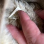 Skechers  Womens Australia Tan Faux Fur Shearling Snow Winter Boots 46679 size 7 Photo 7