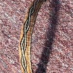 Horsehair Bracelet Photo 2