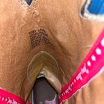 Tony Lama Boots Photo 3