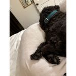 Amato Italian Wallet Genuine Leather Vintage Tan Photo 11