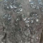 Vintage Women’s Black Lace Sequin Satin Button Front Puffed Sleeve Blouse Size S Photo 4