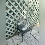 Free People James Chelsea Boots Photo 7