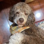 Lucy in the Sky Dress Photo 4