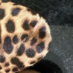 J.Crew  Leopard Print Flats Calf Hair gold heel runs a little big some wear GUC Photo 8