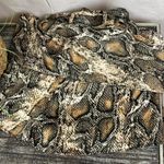 ZARA  Black & Brown Snake Print Mini Skort Skirt XS Photo 5
