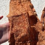 Free People We are HAH Sexy Lace Comin' In HAHt Bodysuit in Brown Sugar Photo 6