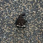 Shoe charm scaredy Photo 0