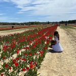 Hollister Dress Photo 4