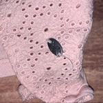 American Eagle 3/$22🌞  Soft & Sexy Pink Crop Top Photo 4