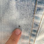 London Jean Bleach Dyed/ Brand Shorts Photo 8