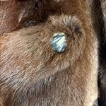 1960s Genuine Fur Penny Lane muskrat/mink Coat with Pockets and Fur Belt small Brown Photo 7