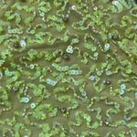 Retrofête  Mich draped embellished tulle mini dress Photo 4