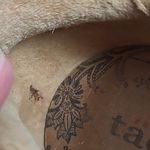 TAOS STEADY PEWTER GRAY PANELED LEATHER SUEDE SNEAKER LOAFER WOMENS 8.5 Photo 7