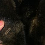 🚫SOLD🚫Vintage Natelsons Made in Scotland Dark Brown Faux Fur Coat Size M Photo 4