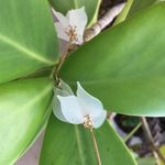 Italian Pave Gold & Frosted Crystal Earrings Photo 1