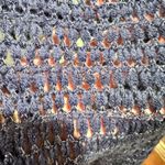 Charming Charlie Western infinity navy blue tassel scarf with silver accent  Photo 2