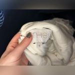 Theia Couture matilda wedding dress mermaid plunging illusion beaded 0 White Photo 10